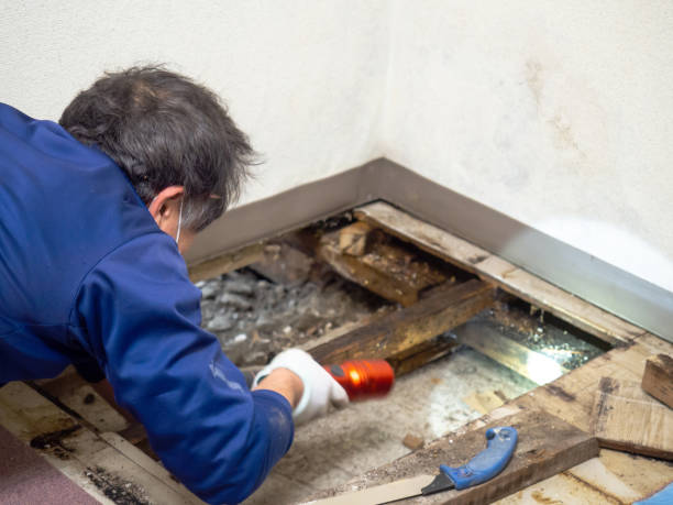 Best Attic Mold Removal  in Hampton, AR