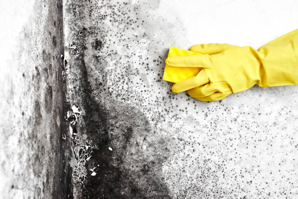Best Emergency Mold Removal  in Hampton, AR