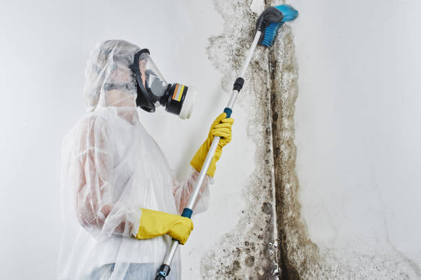 Best Mold Testing  in Hampton, AR