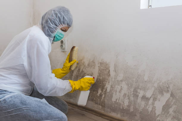 Certified Mold Removal in Hampton, AR