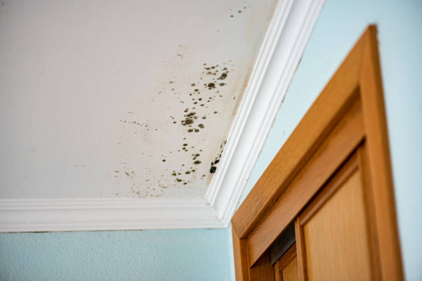 Trusted Hampton, AR Mold Removal Experts