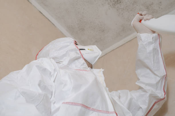 Best Home Mold Removal  in Hampton, AR