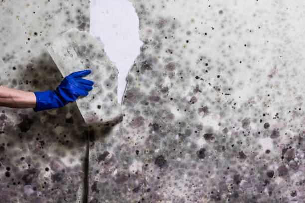 Mold Removal Process in Hampton, AR
